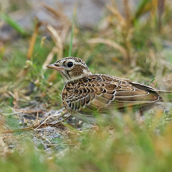 AlbaClub caccia in Romania beccaccia oche anatre tortore quaglie allodole mista stanziale