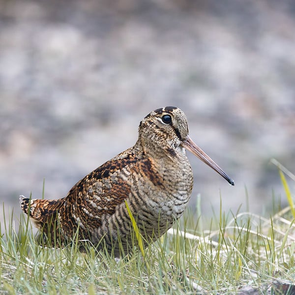 AlbaClub caccia in Romania beccaccia oche anatre tortore quaglie allodole mista stanziale