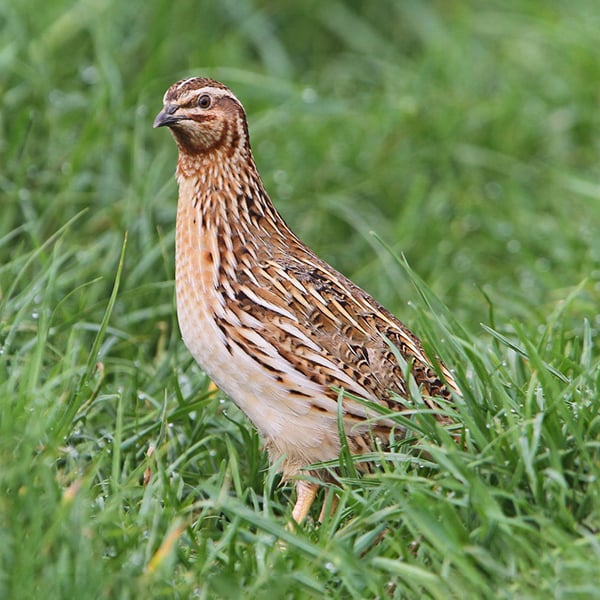 AlbaClub caccia in Romania beccaccia oche anatre tortore quaglie allodole mista stanziale