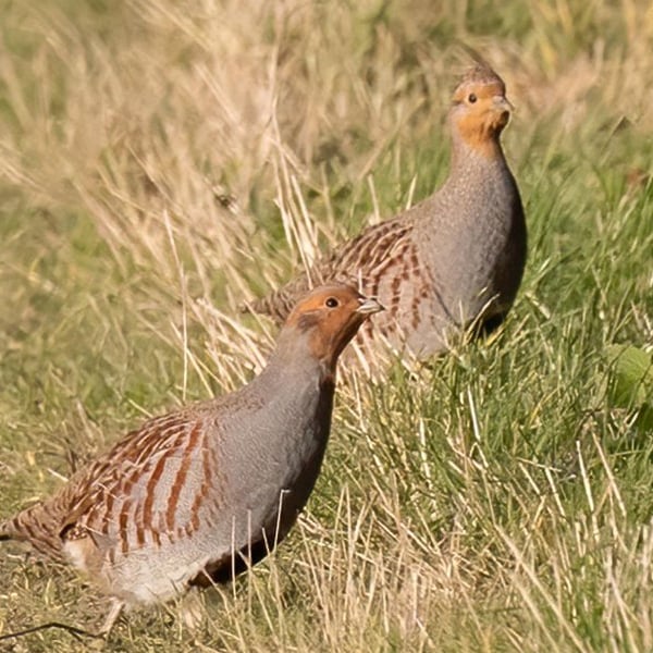 AlbaClub caccia in Romania beccaccia oche anatre tortore quaglie allodole mista stanziale
